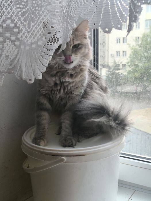 Киця в добрі руки,кішка