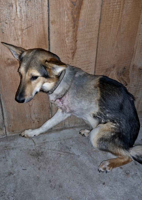 Песик без лапки потребує дому