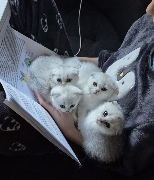 Шотландські кошенята, шотландские котята серебристая шиншилла