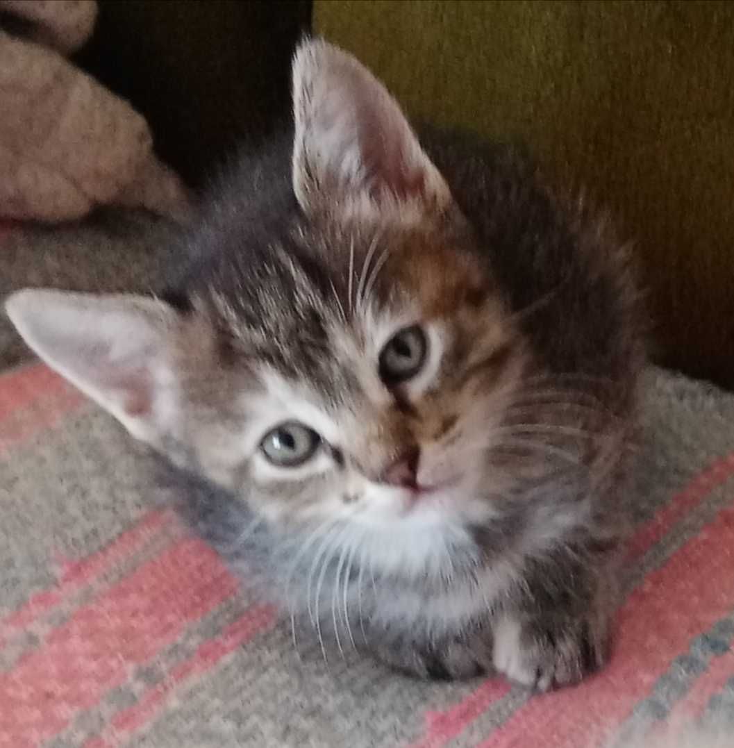 Gatinhas para adopção responsável.