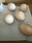 Ovos PAVÃO Fertilizados