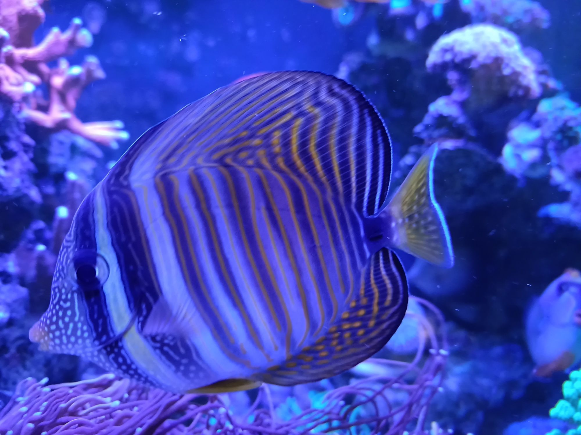 Zebrasoma Desjardini 10+cm