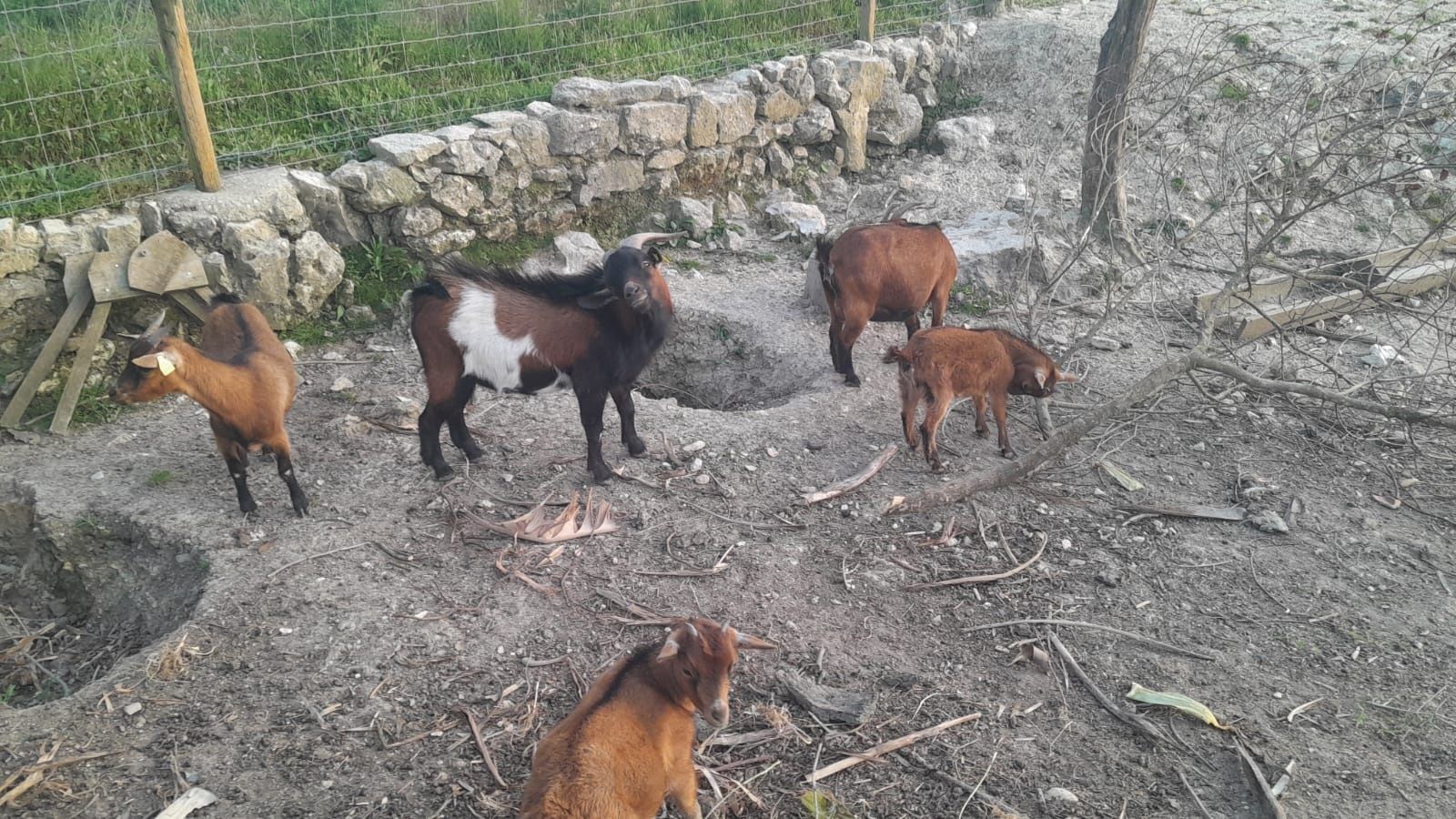 Cabras anãs habituadas a outros animais