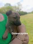 Oddam psiaki w dobre ręce