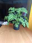 Geranium - cytrynka - anginka- kwiatek doniczkowy