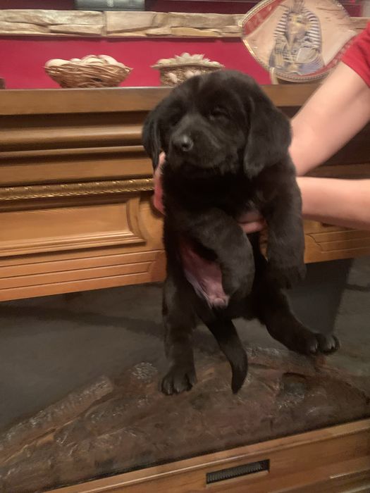 Грайливі Лабрадорчики