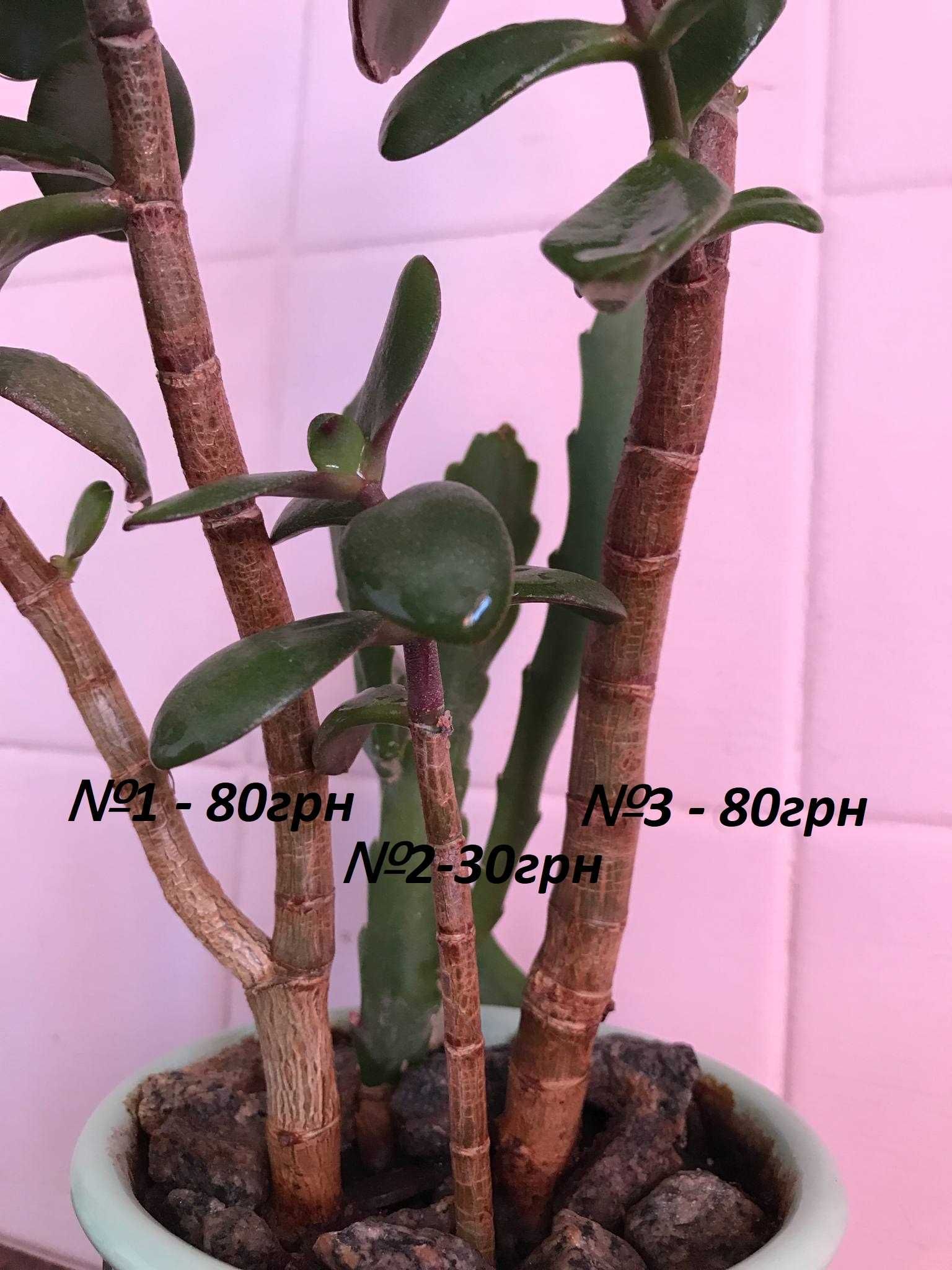 Толстянка денежное дерево (Crassula ovata)  3шт. растение вазон
