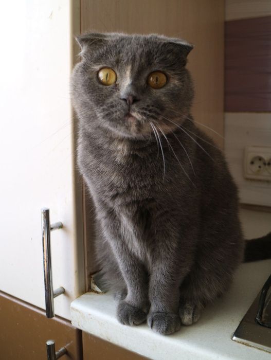 Вислоуха ніжна ручна кішка шукає родину