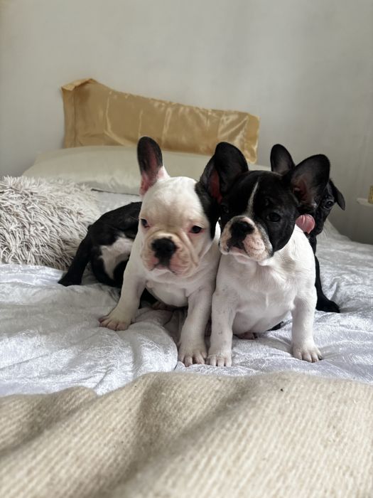 Buldog francuski z rodowodem suczka gotowa do odbioru