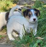 Jack Russell Terrier szczenię po championie FCI, ZKwP