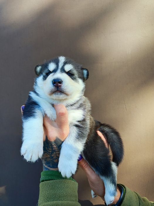 Сибирский хаски -