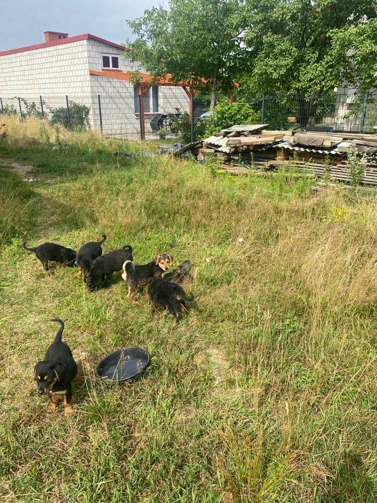 Oddam za darmo 6 szczeniaków – matka labrador krótkowłosy