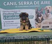 Pastor alemão com pedigre