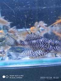 Vendo/troco escalares,hypancistrus,casal ancistrus red,plantas,aquário