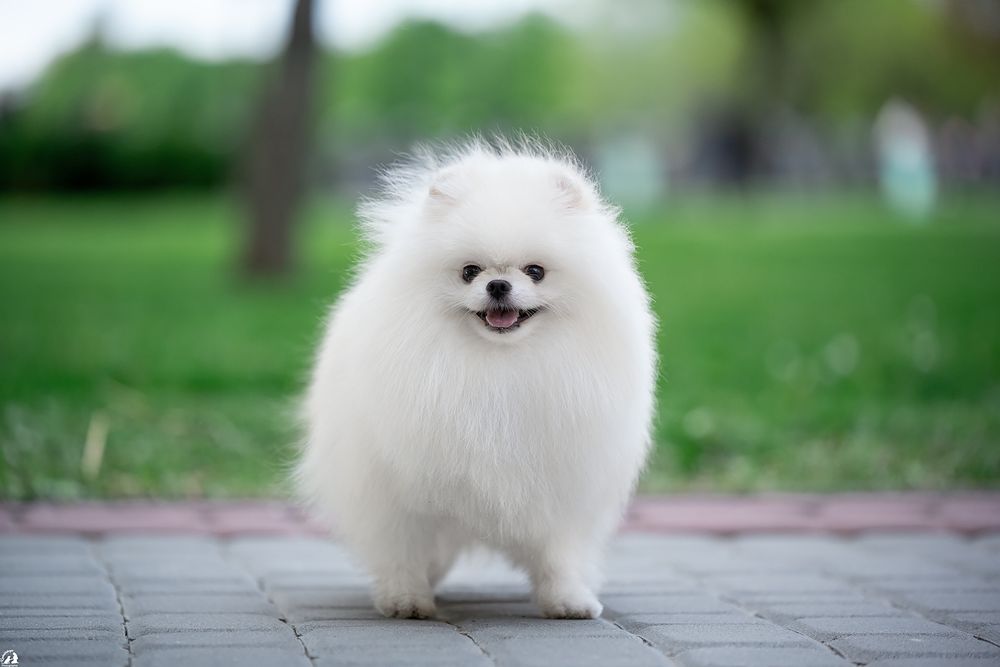 Шикарный привозной белый кобель шпиц , открыт для вязки