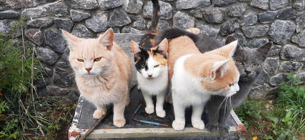 Віддаєм кошенята в добрі руки