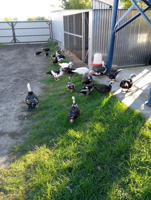 Sprzedam kaczki francuskie tegoroczne