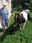 Продам корову добру