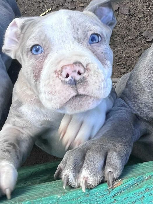 Amstaff samiec merle błękitne oko