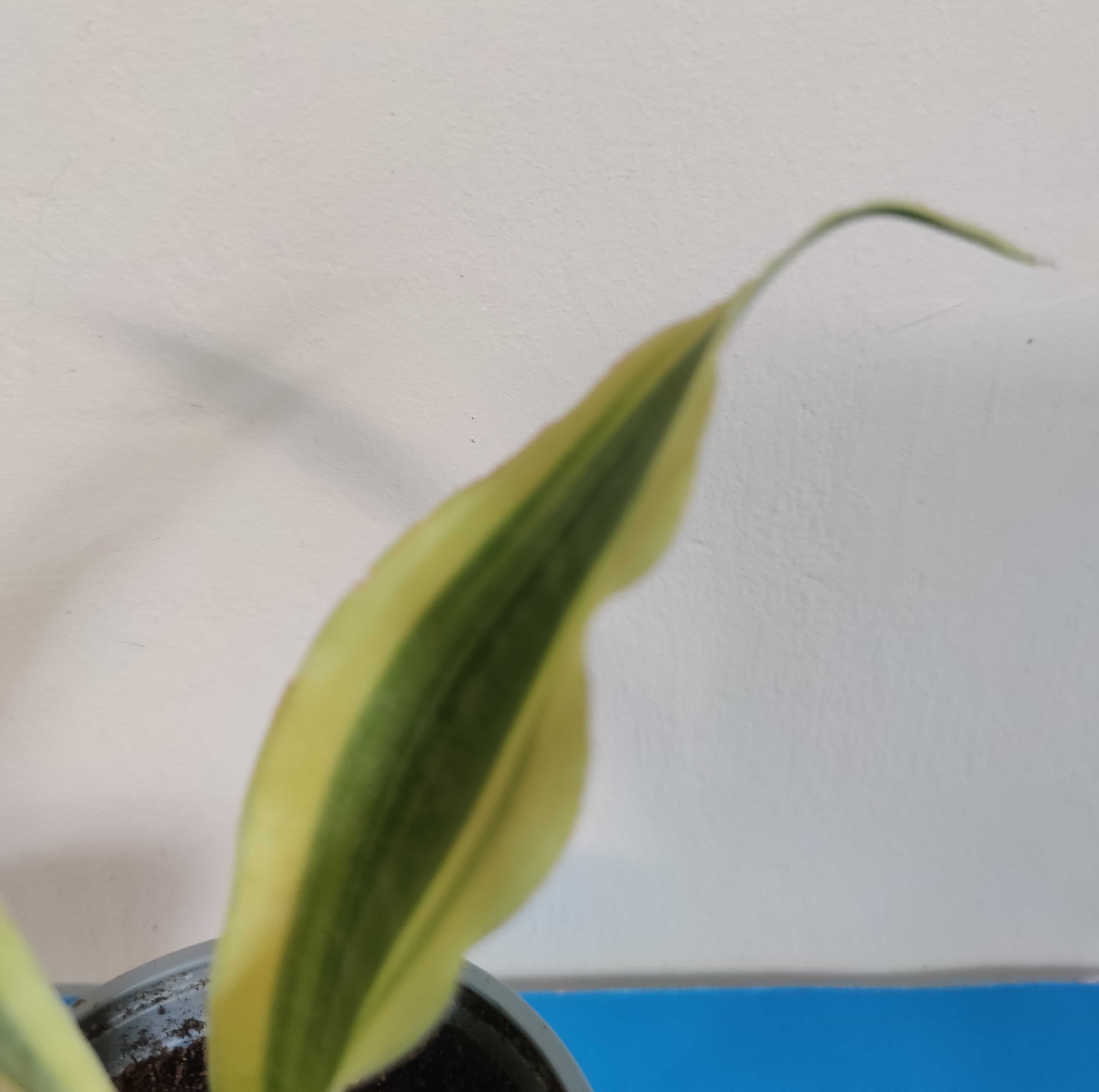 Sansevieria 2 odmiany