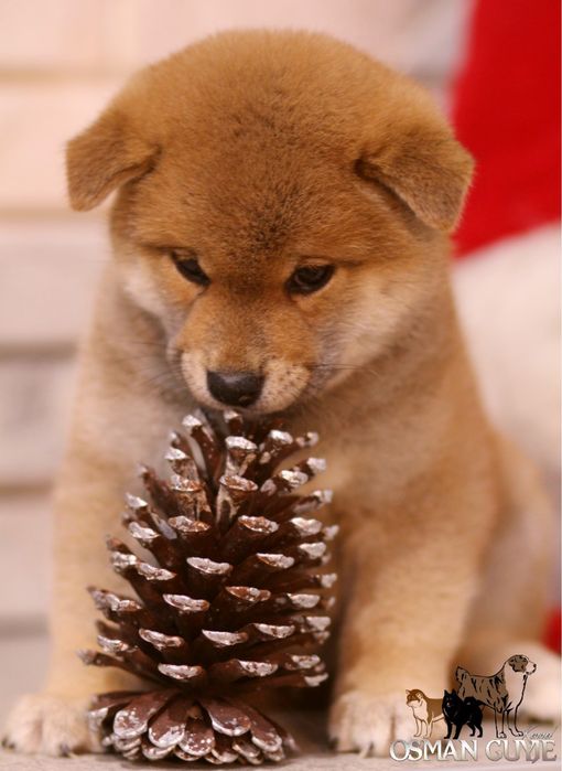 Высокопородные мальчики Шиба сиба ину питомник