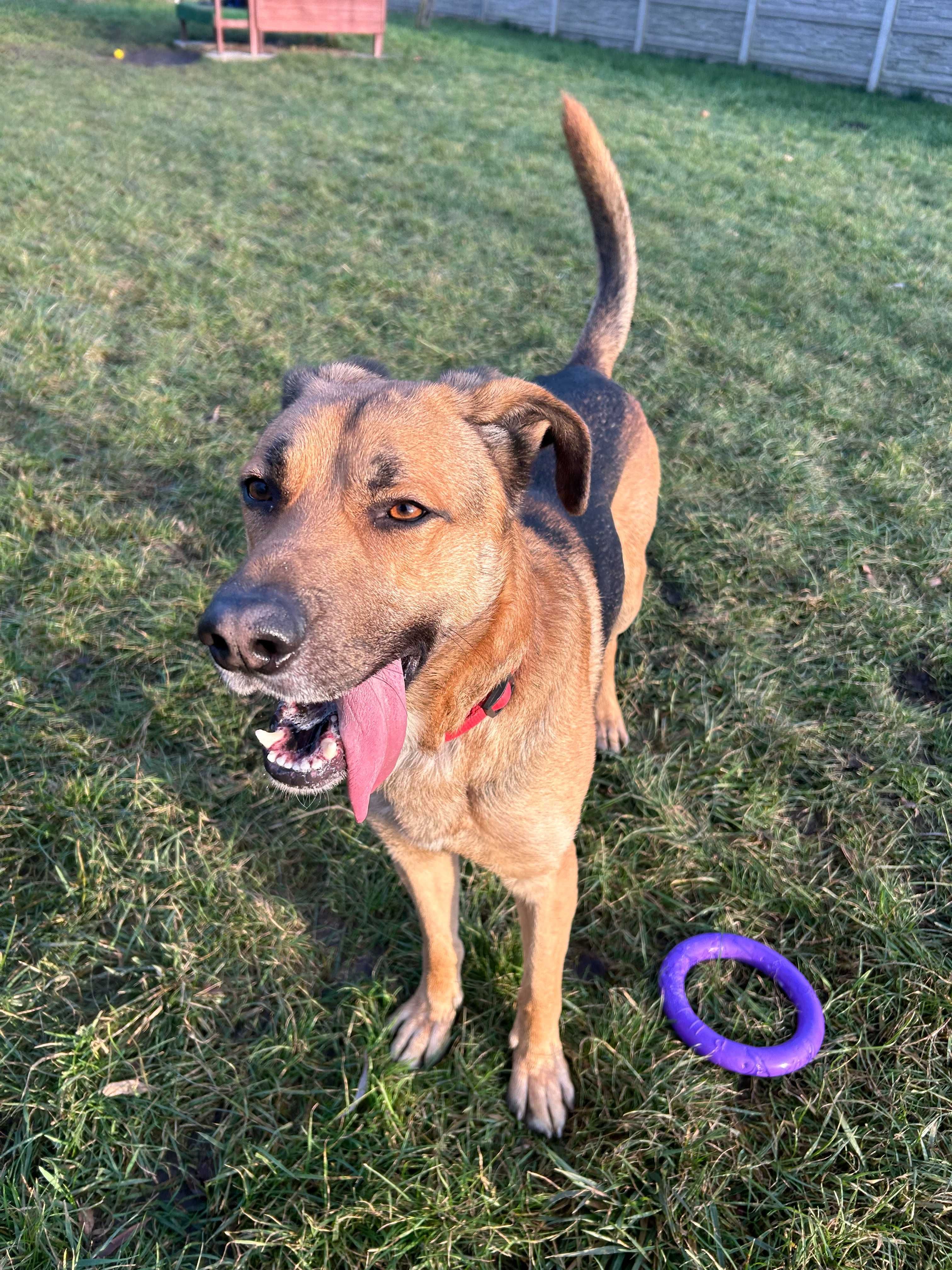 Ramzes w typie owczarka do adopcji owczarek Kalisz Wrocław Poznań Łódź
