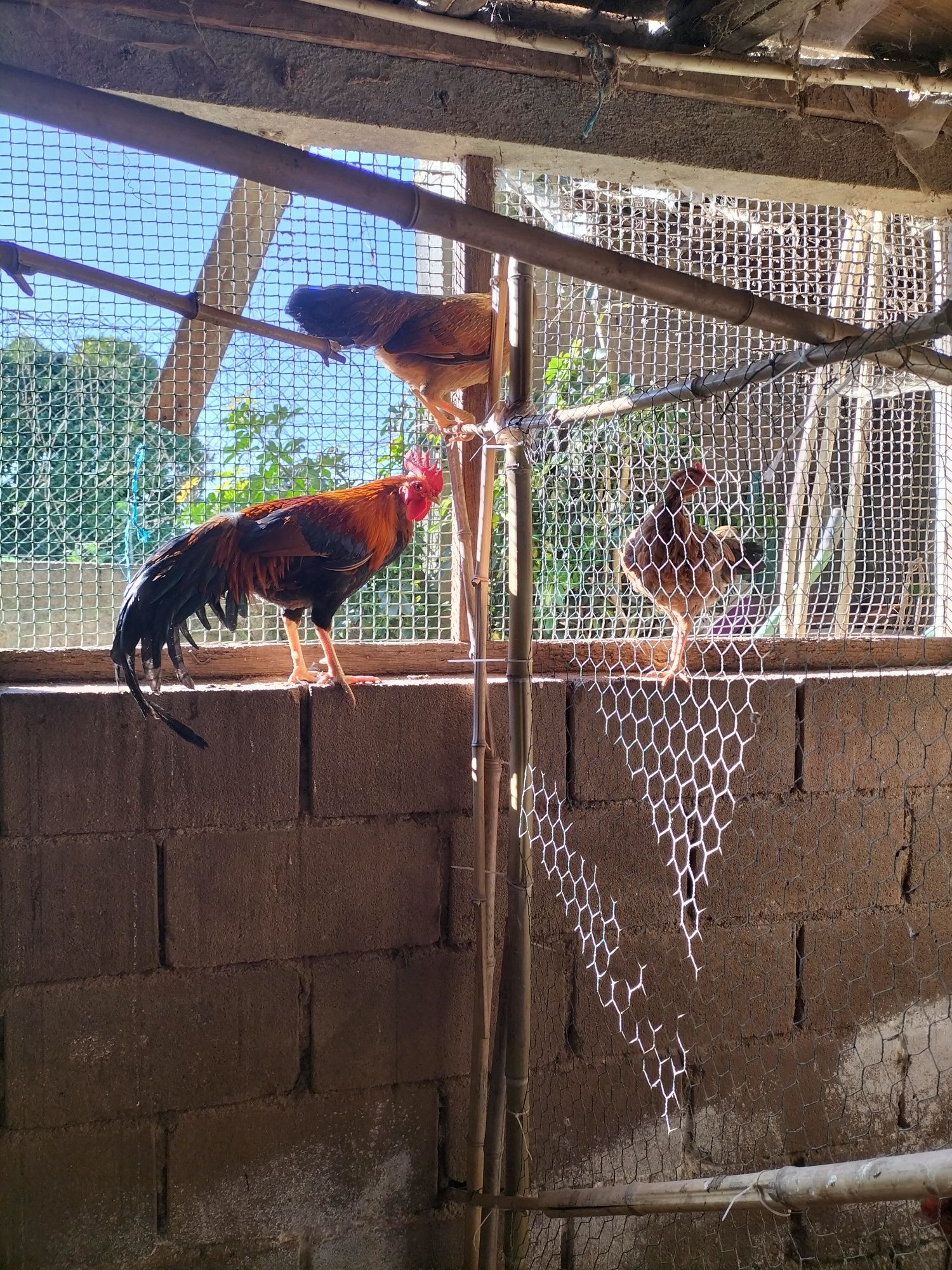 Trio de Ayam Ketawa