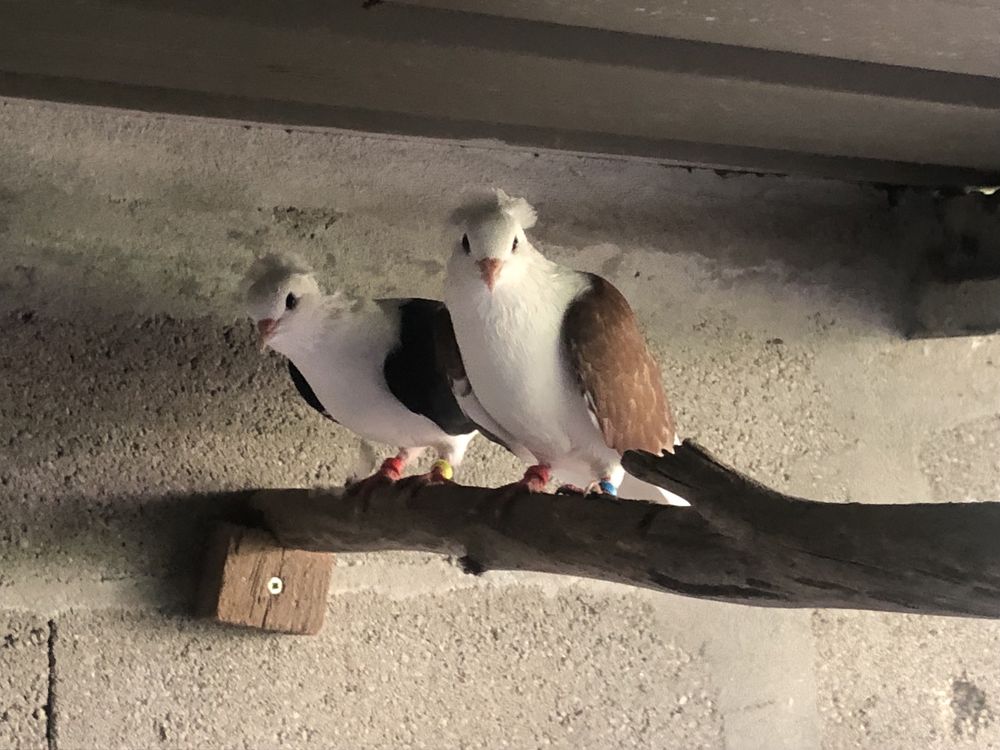 Casal de pombos escudo alemao