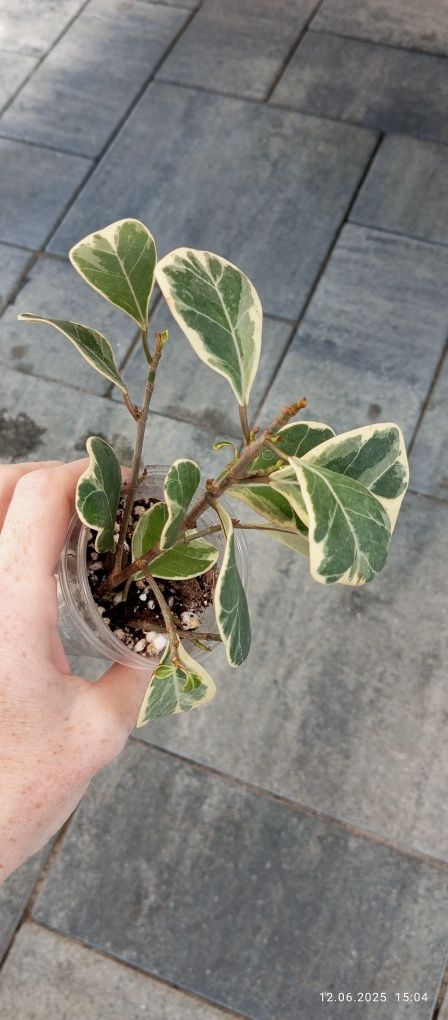 Ficus fikus sweetheart triangularis variegata