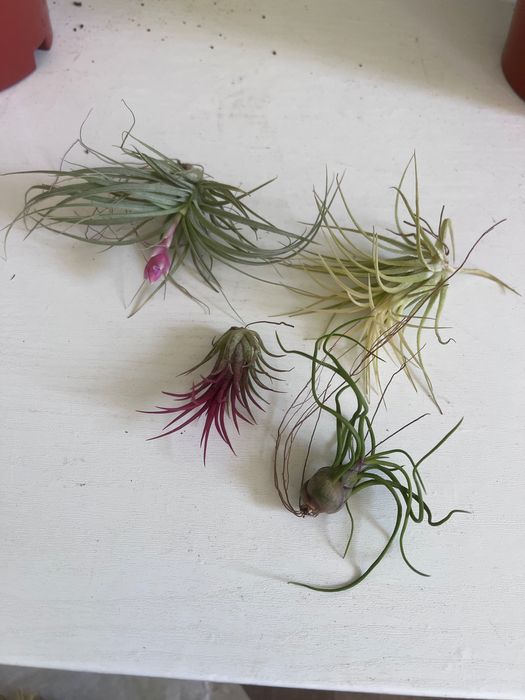 Тіландсія рослини без грунту