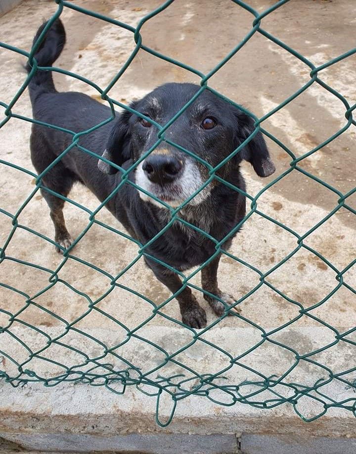 Black- cachorro velhote de porte médio para adoção