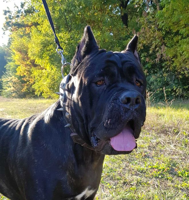 Вязка Кане Корсо