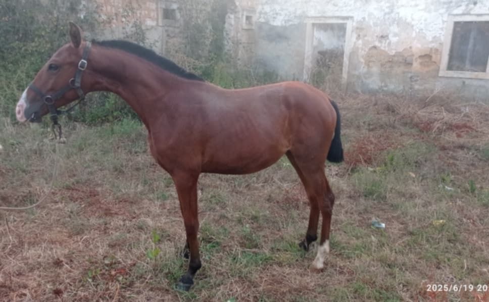 Poldra com 1 anos e 7 meses