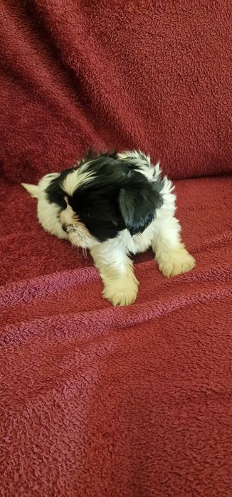 Femea Shih-Tzu LOP e Afixo