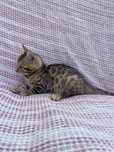 Gatinha Rança Bengal