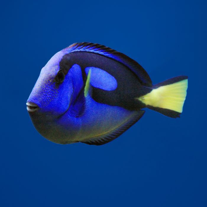 Paracanthurus hepatus – Pokolec królewski (Dori) - M