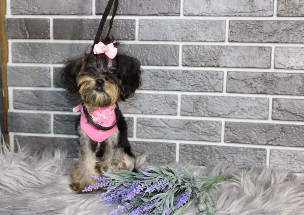 YorkiePoo śliczna suczka xxs mini nie maltipoo