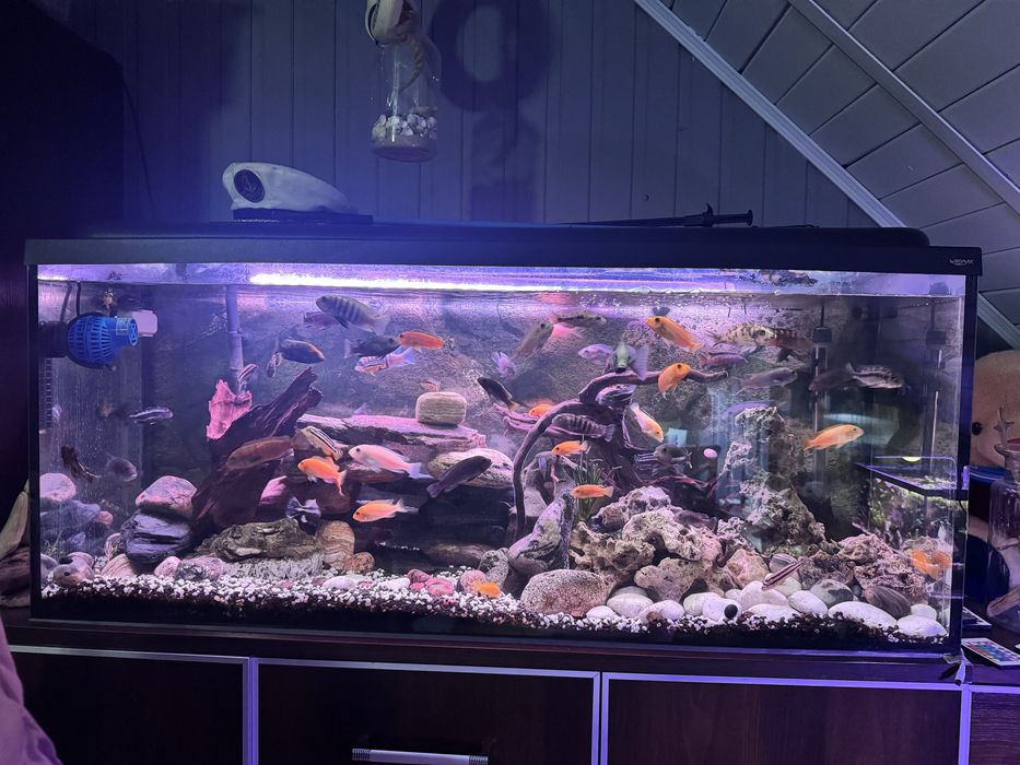 Akwarium  240L wraz z zawartością