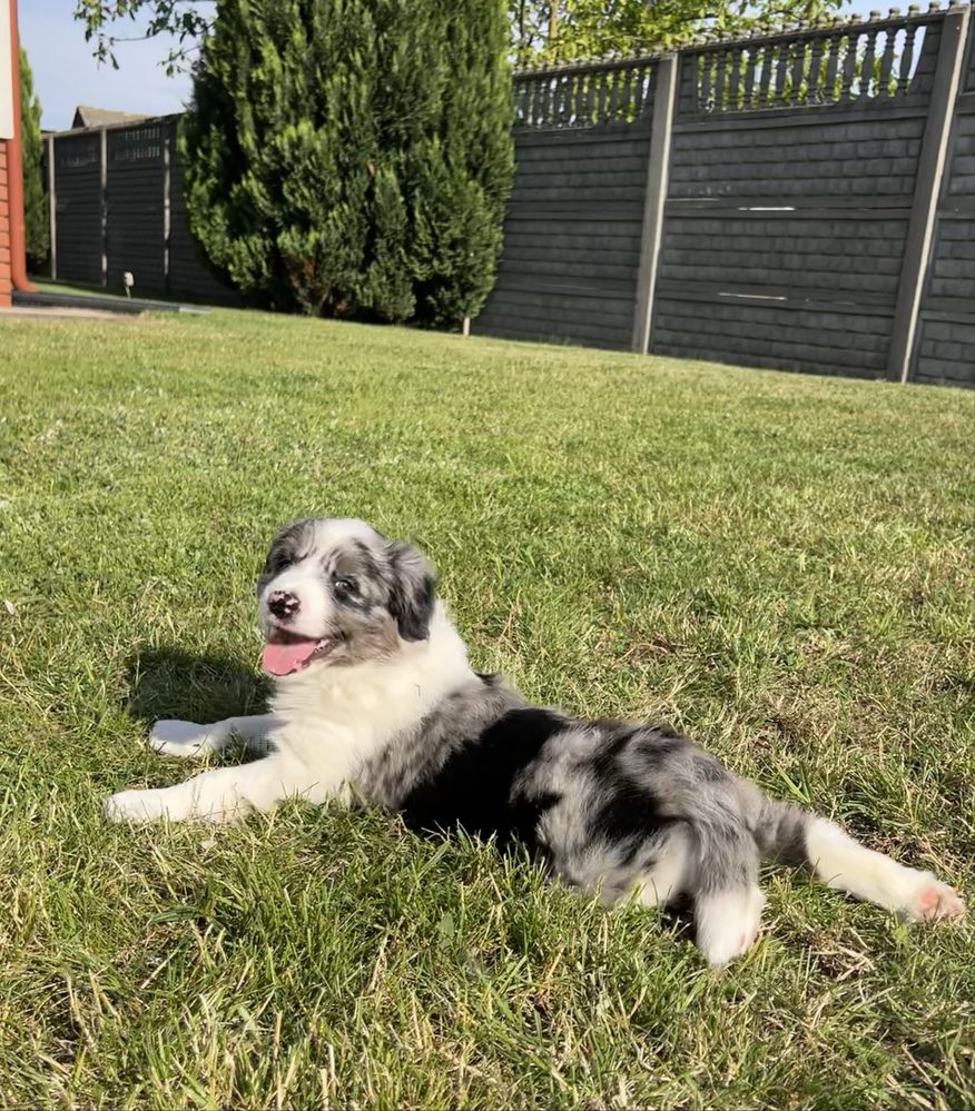 Border Collie - Piesek Blue Merle