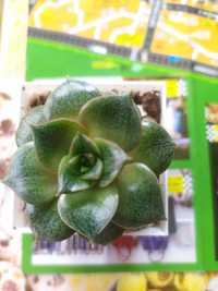 Эхеверия Echeveria purpusorum