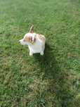 Welsh Corgi Pembroke