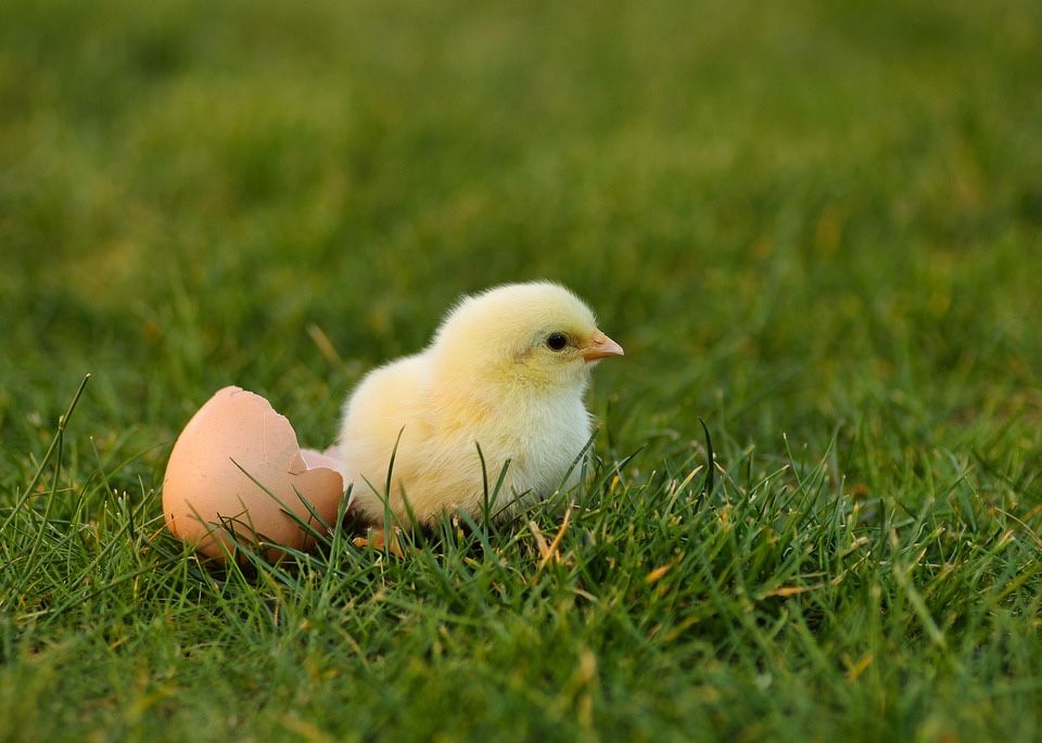 Инкубационное яйцо Ломан Браун (несушка)