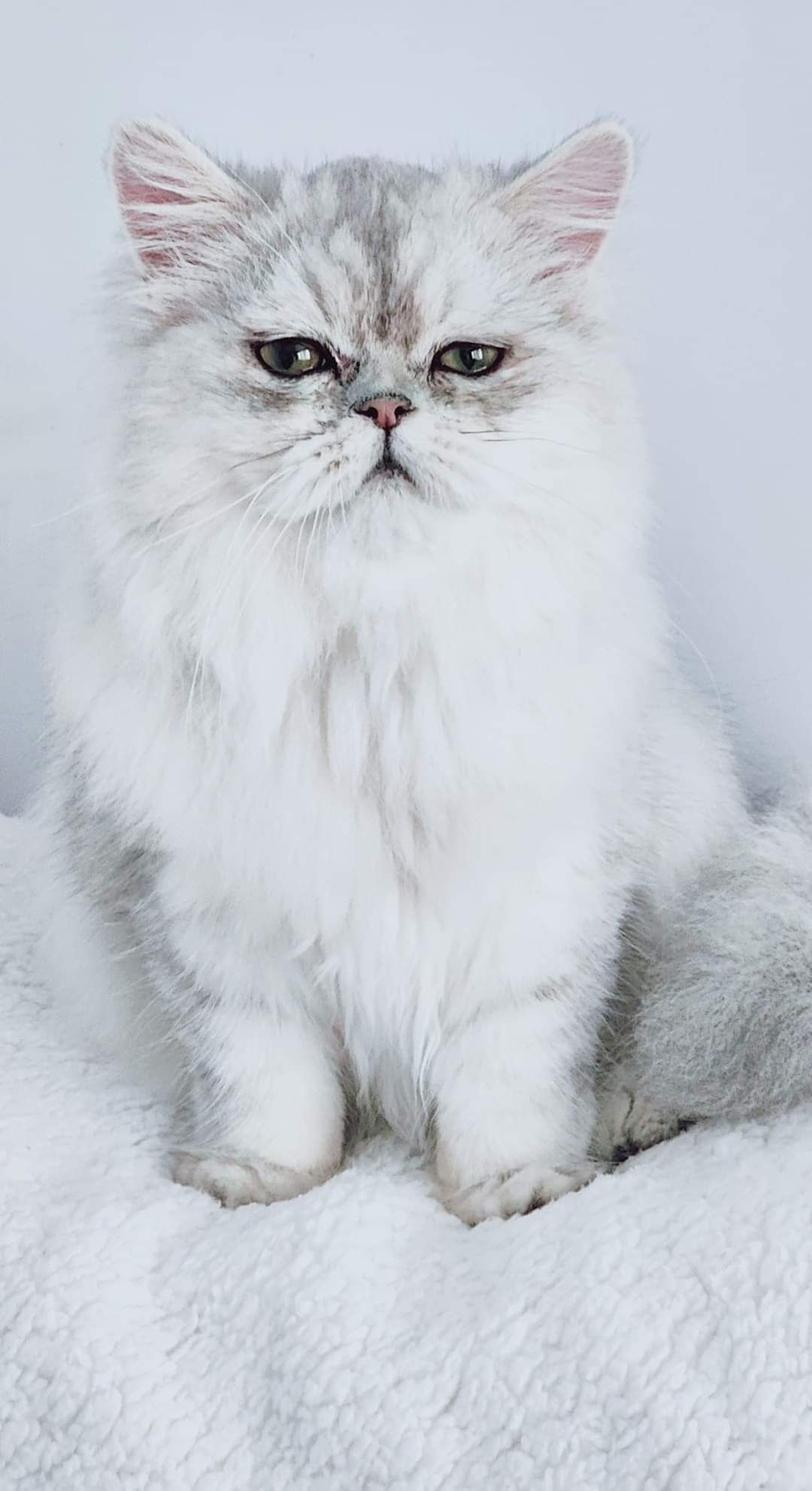 Персидський сріблястий кіт