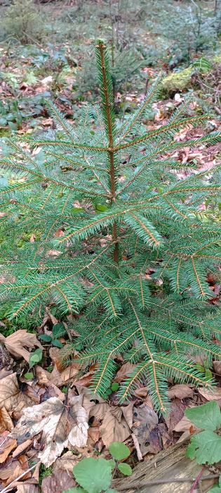 Саджанці  ялиці, ліщини