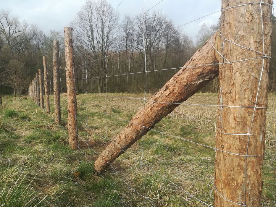 Ogrodzenia tymczasowe leśne budowa
