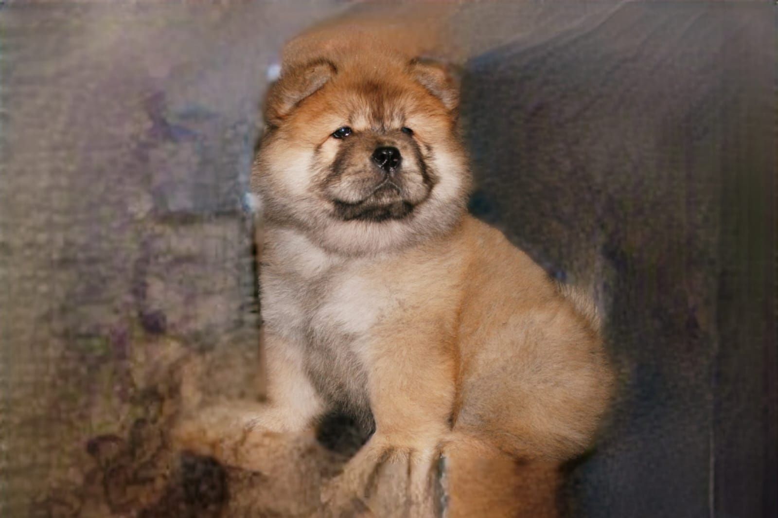 Samiec chow chow