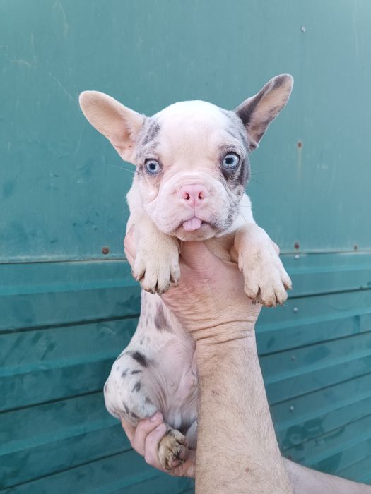 Мега круті Французи, мега різних кольорах,мега розумні!