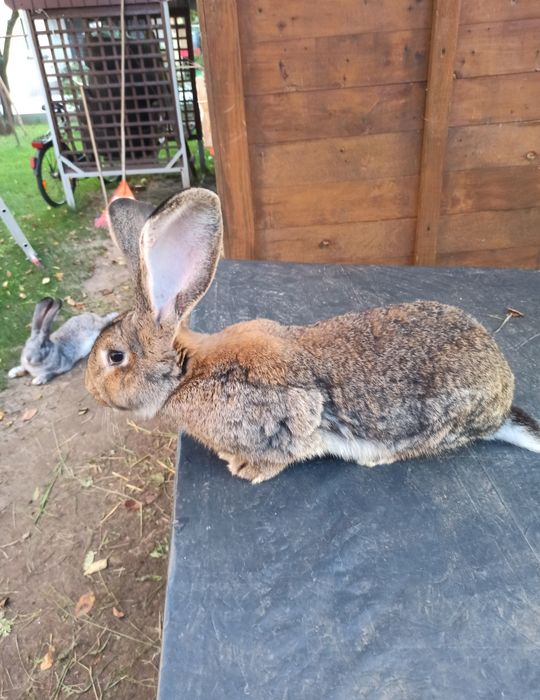 Króliki Olbrzymy Beligijskie