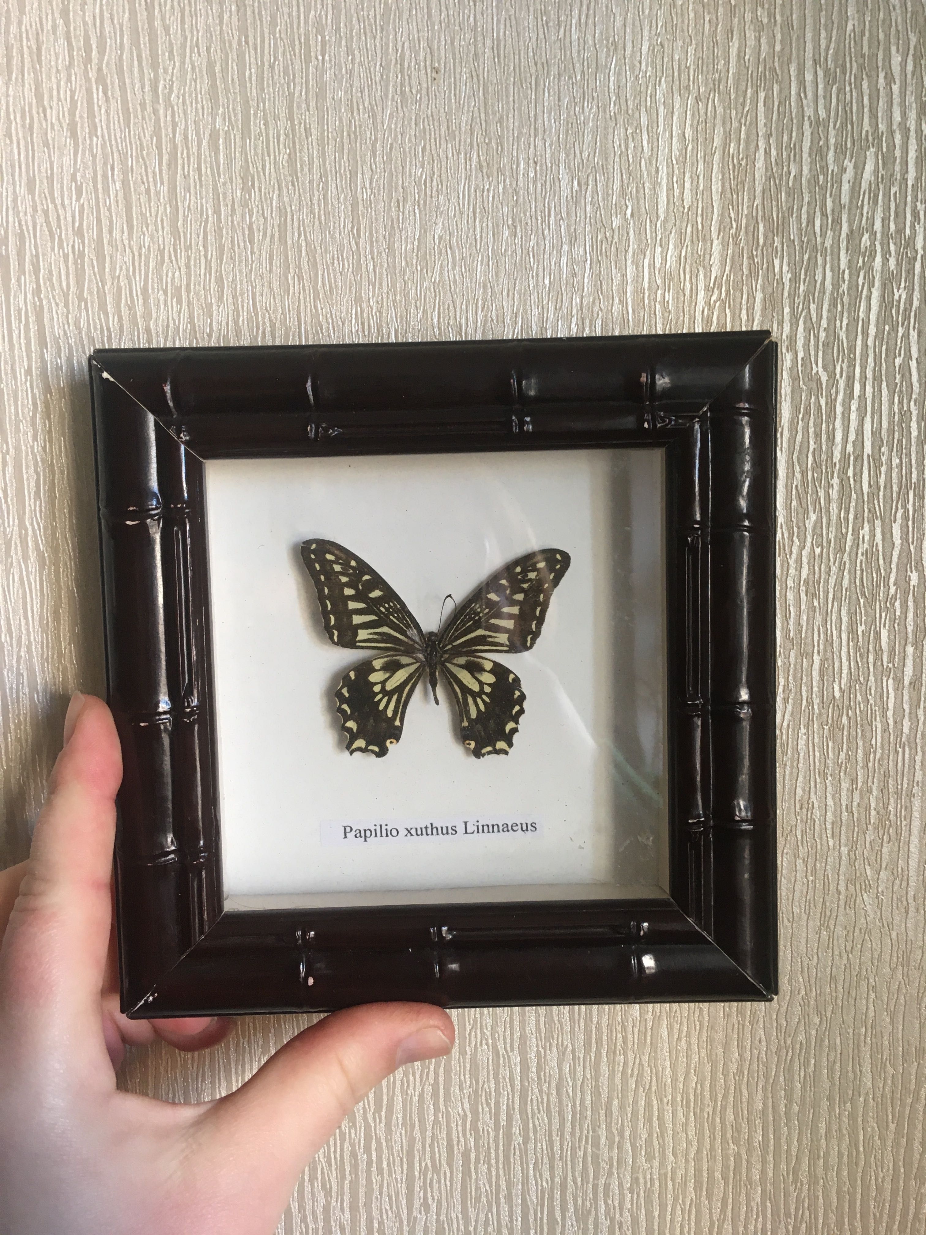 Бабочка papilio xuthus linnaeus