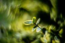 Helios 44M 8 lis. przesłony A/M Swirly Bokeh a'la Petzval Trioplan M42